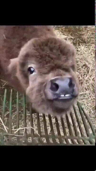 rascar,anomales,sitio