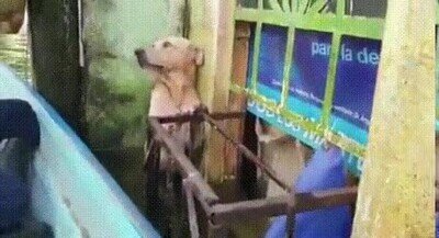 Enlace a Fe en la humanidad restaurada. Son héroes