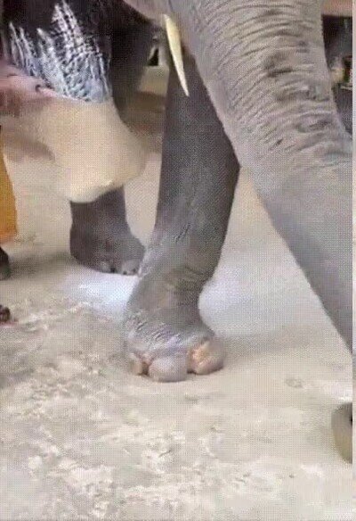 Enlace a Un elefante estrenando su nueva pierna