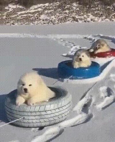 Enlace a Lo más adorable que verás en todo el día