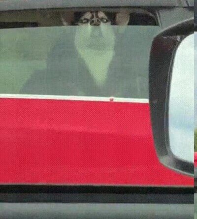 Enlace a Me daría mucho miedo encontrármelo