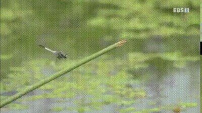 Enlace a La rana con las peores skills para cazar