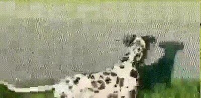 amigo,jugar,perro,sombra