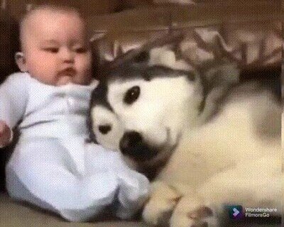 adorable,bebe,perro
