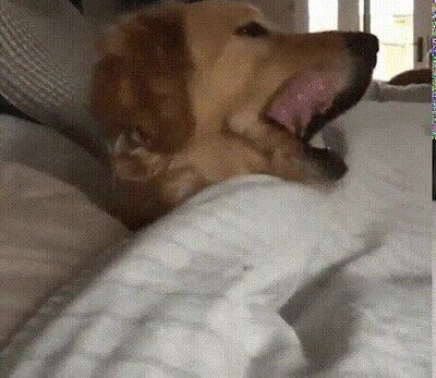 frio,salir,cama,perro