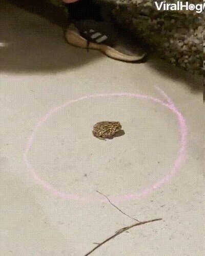 Enlace a Se niega a salir del círculo