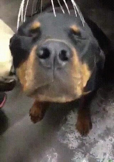 Enlace a Un Rottweiler  recibiendo un masaje en la cabeza