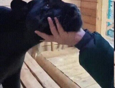 panteras,negras,mejor