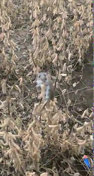 Enlace a El perro nunca lo encontrará