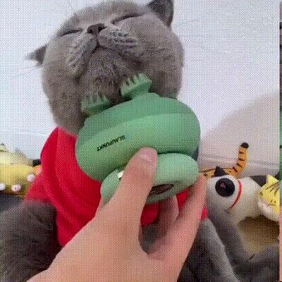 Enlace a A los gatos también les encantan los mimos