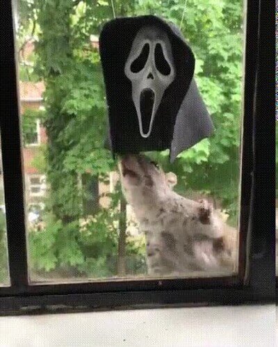 Enlace a Nunca una ardilla me había dado tanto miedo