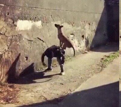 Enlace a Un perro andando por una pared vertical