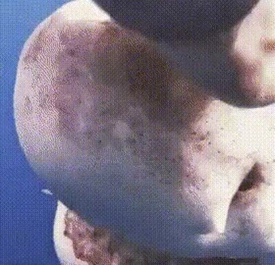 Enlace a Lo más peligroso que puedes ver en alta mar