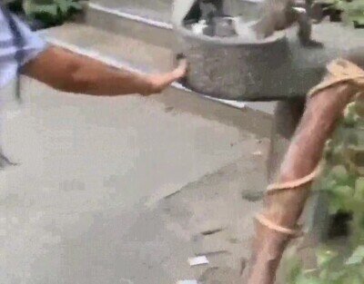 Enlace a Ayudando a una pequeña ardilla a beber agua