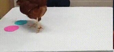 Enlace a Así funciona el refuerzo positivo