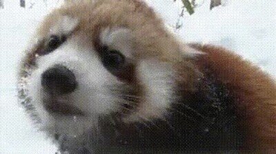 Enlace a Un Red Panda para alegrarte el día