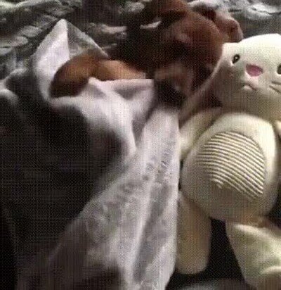 adorable,perro,manta,dormir