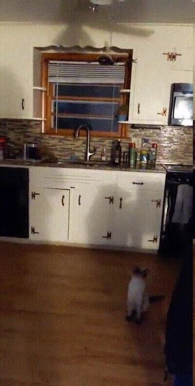 Enlace a No le gusta la decoración de Halloween