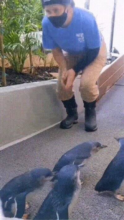 Enlace a Pingüinos dando abrazos a una persona