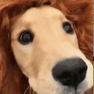 Enlace a Parece un pequeño Mufasa