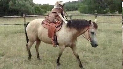Enlace a Nunca había visto a un perro montando a caballo