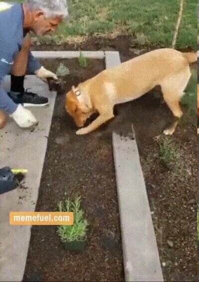 mejor,ayudante,perro,jardinero