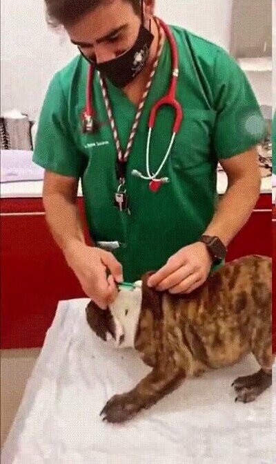 truco,perros,veterinario