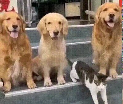 Enlace a Cuando te haces una foto de grupo con gente que te cae mal