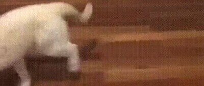otra vez,gato,pasillo