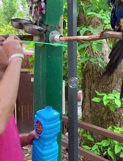 Enlace a Puedes ver cómo lo encantan las burbujas