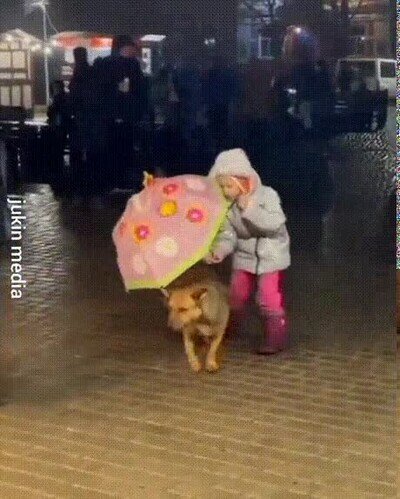 fe,humanidad,restaurada,perro,lluvia