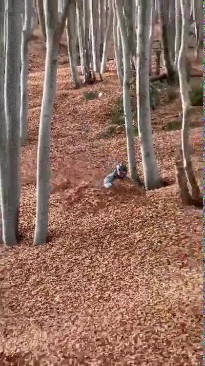 Enlace a Es la mejor época del año para ir en bici por el bosque