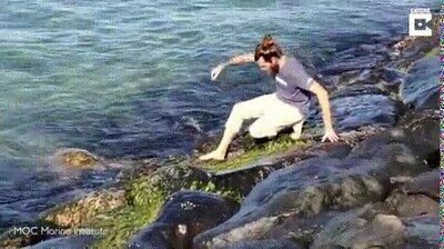 Enlace a Rescatando a una tortuga atrapada en el mar