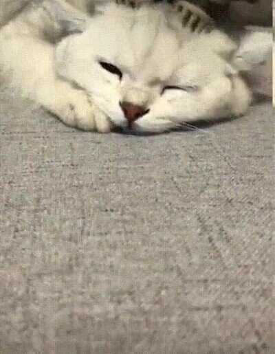 Enlace a Un gato disfrutando de un masaje de cabeza