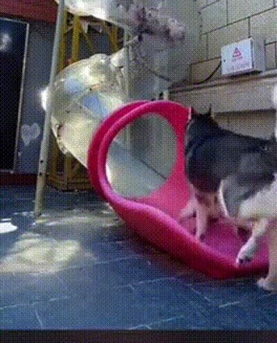 perros,jugar,tobogán