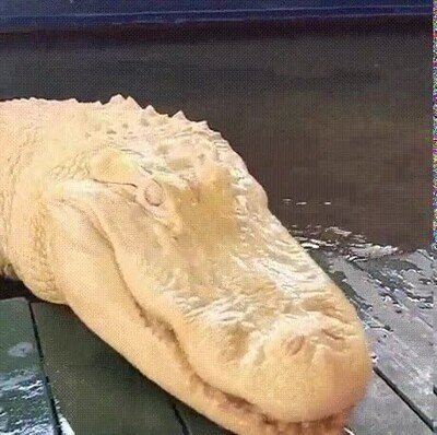 Enlace a ¿Habías visto alguna vez en caimán albino?