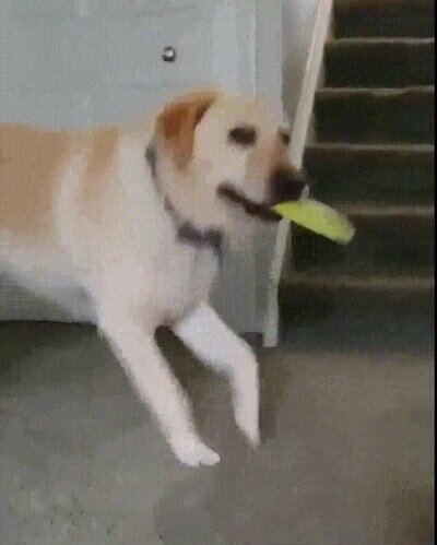 Enlace a Un perro que necesita poco para ser feliz