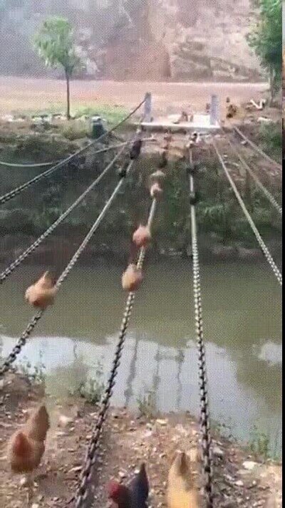 puente,gallinas,río
