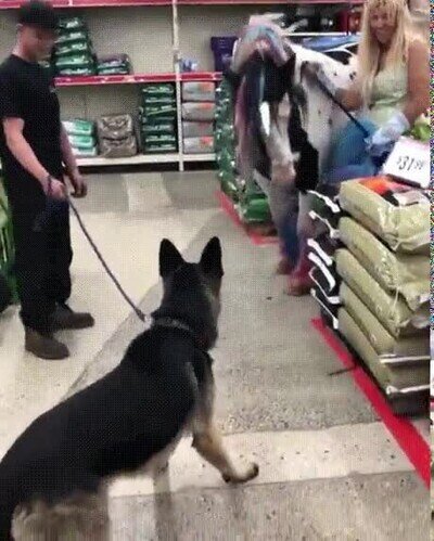 Enlace a La reacción de un perro al ver por primera vez a un unicornio