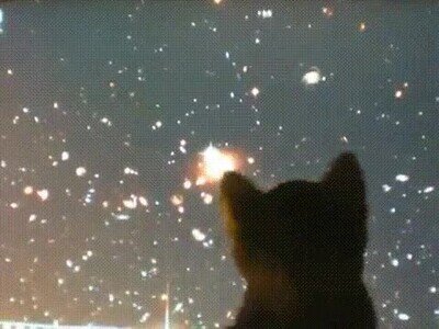 Enlace a Un clásico, un gato persiguiendo un ratón