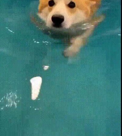 Enlace a Un perrito aprendiendo a leer como un campeón