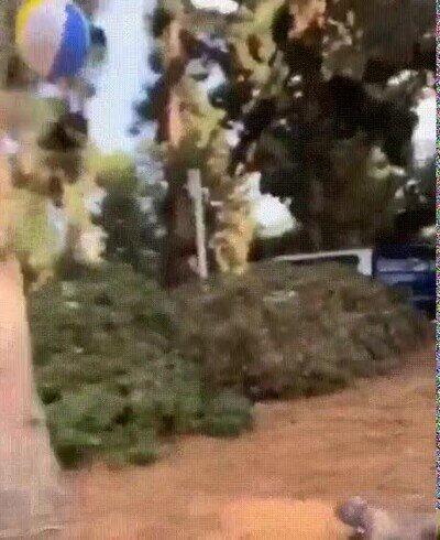 Enlace a Un perro que adora jugar con la pelota