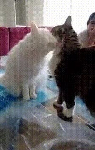 Enlace a La fina línea entre el amor y el odio