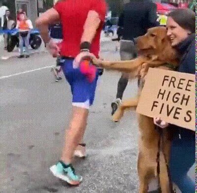 Enlace a High fives perrunos para todos