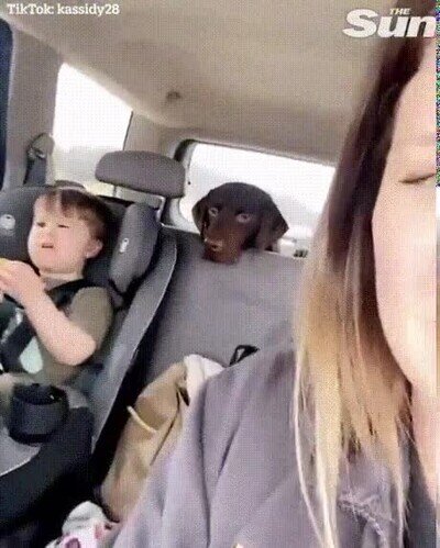 compartir,comida,perro
