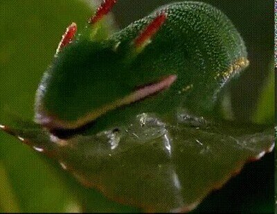 dragon,peli,ghibli