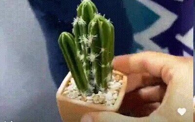 Enlace a Ten cuidado cuando regales un cáctus
