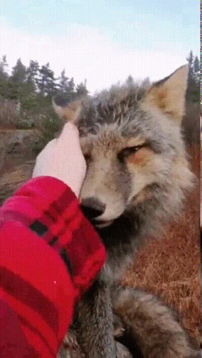 Enlace a Un zorro que en el fondo solo quiere un poco de mimos