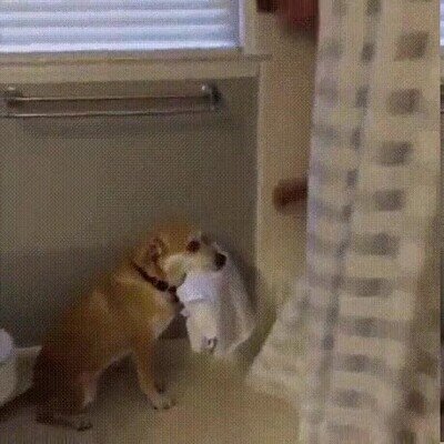 Enlace a El mejor amigo de un hombre por las mañanas