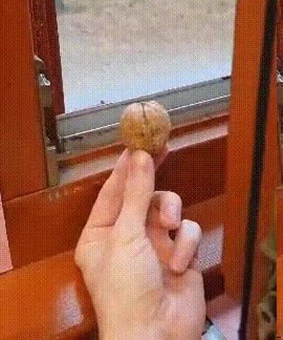 meses,esperando,ardilla